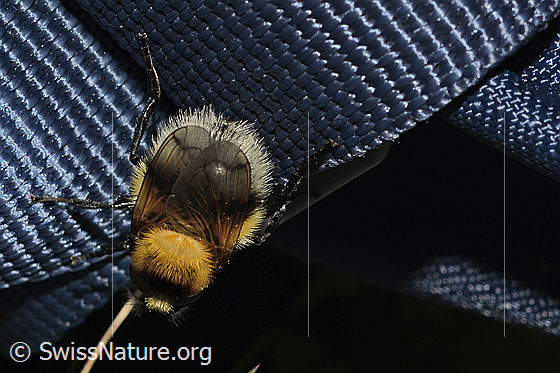 Foto: Hummel-Waldschwebfliege (Volucella bombylans var. plumata). Länge 11 - 15mm. Weibchen. Ansicht von hinten oben.
