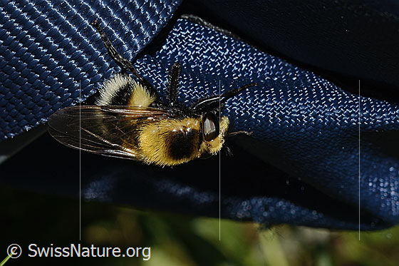 Foto: Hummel-Waldschwebfliege (Volucella bombylans var. plumata). Länge 11 - 15mm. Weibchen. Ansicht von seitlich oben.