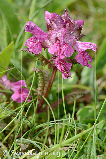 Photo: Pedicularis verticillata. Whole plant (habiti).