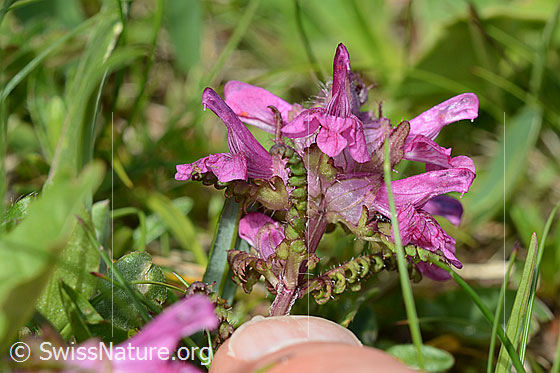 Foto: Quirlblättriges Läusekraut (Pedicularis verticillata). Blattunterseite.