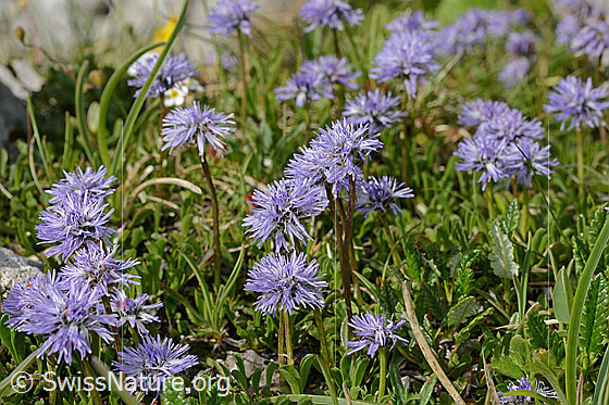 Foto: Herzblättrige Kugelblume (Globularia cordifolia). Polster mit zahlreichen Pflanzen.