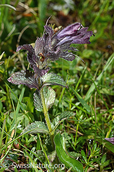 Foto: Alpenhelm (Bartsia alpina). Ganze Pflanze (Habitus).