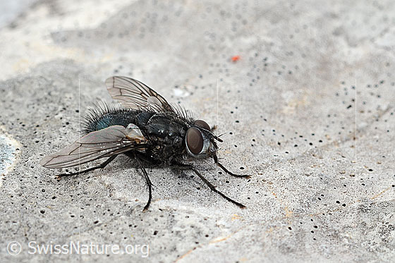 Photo: Bellardia viarum. Length 8mm. Male. View diagonally from the front.