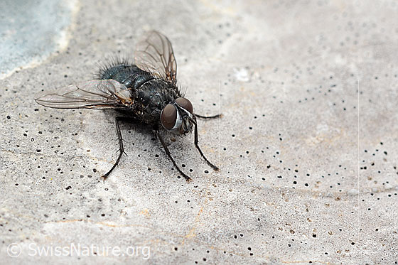 Photo: Bellardia viarum. Length 8mm. Male. View from the front oben.