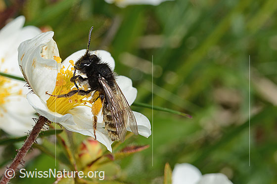 Alpenrosen-Lockensandbiene (Andrena rogenhoferi) auf Silberwurz (Dryas octopetala)