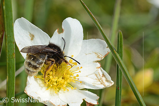 Photo: Andrena rogenhoferi on Dryas octopetala. Length 12 - 14mm. Female. View from behind.