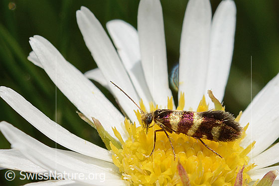 Bergwiesen-Urfalter (Micropterix allionella) auf Alpenmasslieb (Aster bellidiastrum)