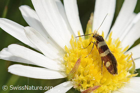 Foto: Wahrscheinlich Bergwiesen-Urfalter (Micropterix allionella) auf Alpenmasslieb (Aster bellidiastrum). Ansicht von seitlich hinten.