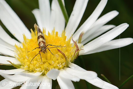 Foto: Wahrscheinlich Bergwiesen-Urfalter (Micropterix allionella) auf Alpenmasslieb (Aster bellidiastrum). Ansicht von vorne.