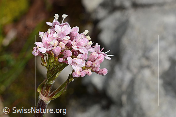 Berg-Baldrian (Valeriana montana)