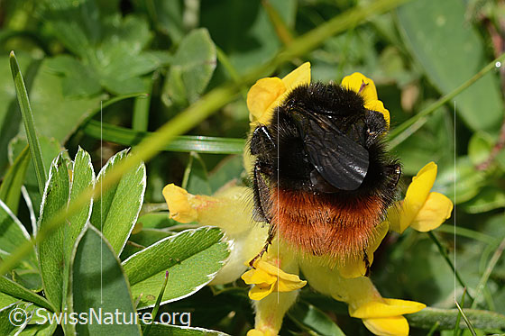 Photo: Bombus wurflenii on Anthyllis vulneraria ssp. Alpestris. Length 13 - 22mm. View from behind.