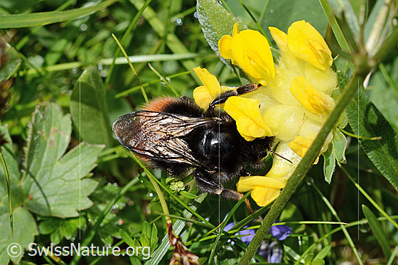 Photo: Bombus wurflenii on Anthyllis vulneraria ssp. Alpestris. Length 13 - 22mm. View from the side.