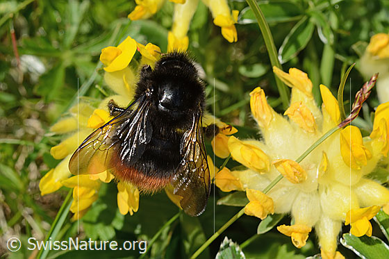 Foto: Bergwald-Hummel (Bombus wurflenii) an Alpen-Wundklee (Anthyllis vulneraria ssp. alpestris). Länge 13 - 22mm. Flügel wenig geöffnet. Ansicht von oben. 