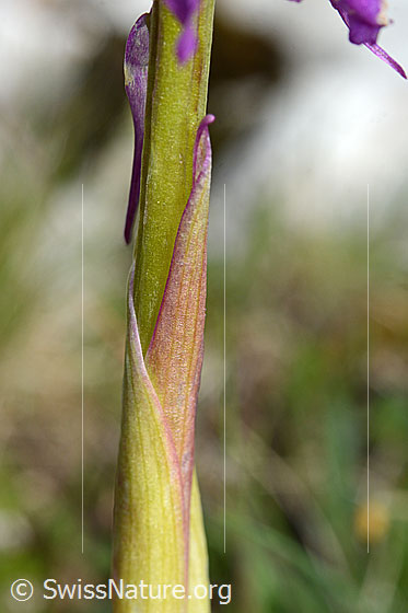 Foto: Männliches Knabenkraut (Orchis mascula). Stängel und Hochblatt.
