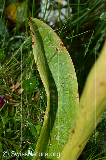 Foto: Männliches Knabenkraut (Orchis mascula). Blatt.