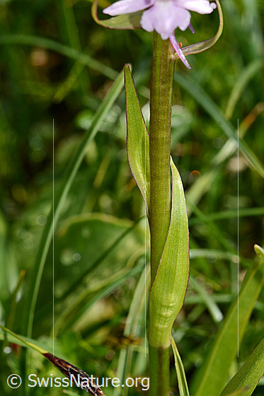 Foto: Langspornige Handwurz (Gymnadenia conopsea). Stängel und Stängelblätter.
