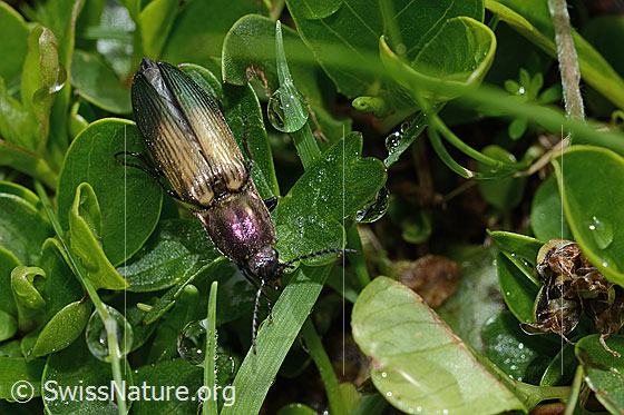 Foto: Kupferfarbener Kammhorn-Schnellkäfer (Ctenicera cuprea). Weibchen. Länge 12-18mm. Ansicht von oben.