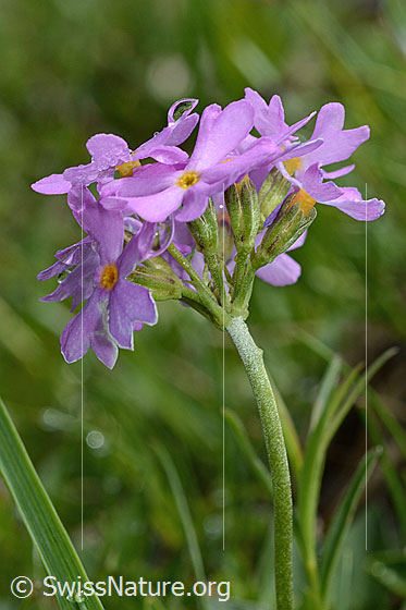 Foto: Mehl-Primel (Primula farinosa). Blütenstand. Ansicht von der Seite.