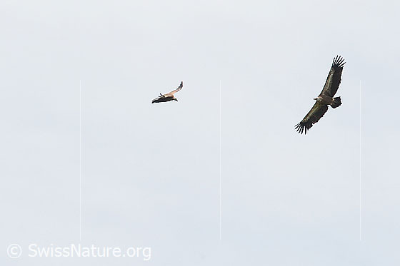 Foto: Zwei kreisende Gänsegeier (Gyps fulvus).