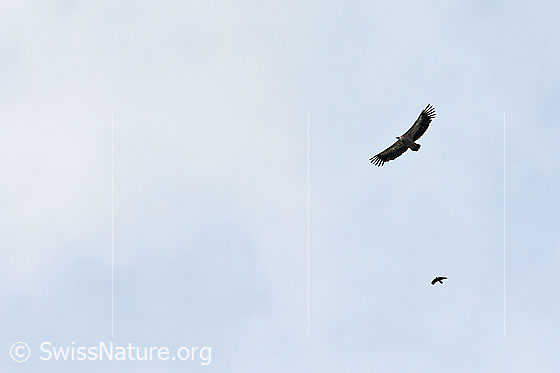Foto: Gänsegeier (Gyps fulvus) wird im Flug von kleinerem Vogel beobachtet.