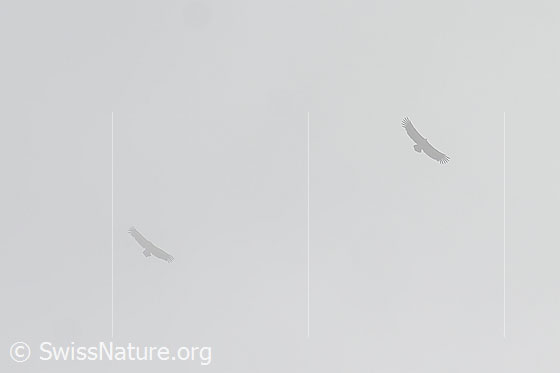 Foto: Zwei Gänsegeier (Gyps fulvus) fliegen im Nebel.
