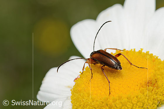 Foto: Tabakfarbiger Schmalbock (Alosterna tabacicolor) auf Gewöhnlicher Wiesen-Margerite (Leucanthemum vulgare). Länge 8mm. Ansicht von hinten.