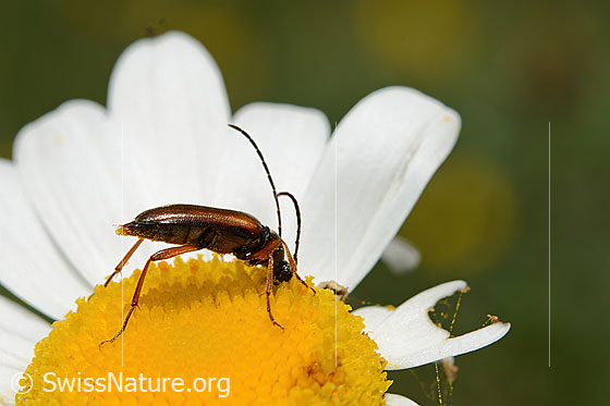 Foto: Tabakfarbiger Schmalbock (Alosterna tabacicolor) auf Gewöhnlicher Wiesen-Margerite (Leucanthemum vulgare). Länge 8mm. Ansicht von seitlich hinten.