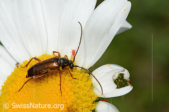 Foto: Tabakfarbiger Schmalbock (Alosterna tabacicolor) auf Gewöhnlicher Wiesen-Margerite (Leucanthemum vulgare). Länge 8mm. Ansicht von seitlich oben.