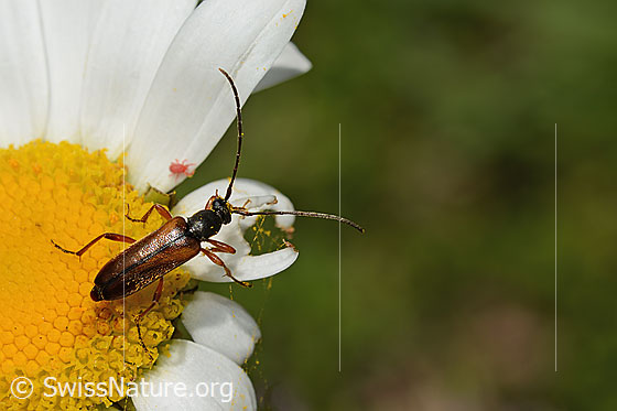 Foto: Tabakfarbiger Schmalbock (Alosterna tabacicolor) auf Gewöhnlicher Wiesen-Margerite (Leucanthemum vulgare). Länge 8mm. Ansicht von oben.
