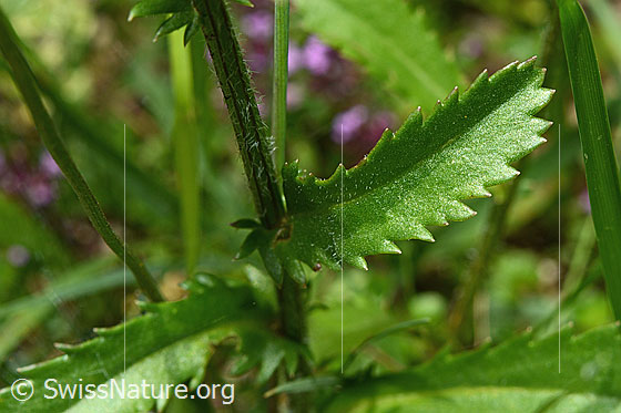 Foto: Gewöhnliche Wiesen-Margerite (Leucanthemum vulgare). Stängel und Blätter.