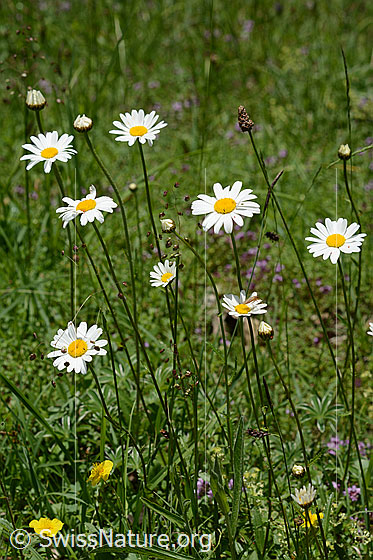 Foto: Gewöhnliche Wiesen-Margerite (Leucanthemum vulgare). Ganze Pflanze (Habitus).
Lat.: Leucanthemum vulgare
Familie: Asteraceae (Korbblütler)
Unterfamilie: Asteroideae
Gattung: Leucanthemum (Margeriten)