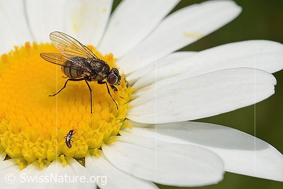 Photo: Probably Limnophora triangula on Leucanthemum vulgare. Length 3 - 5mm. Female. View from side front.