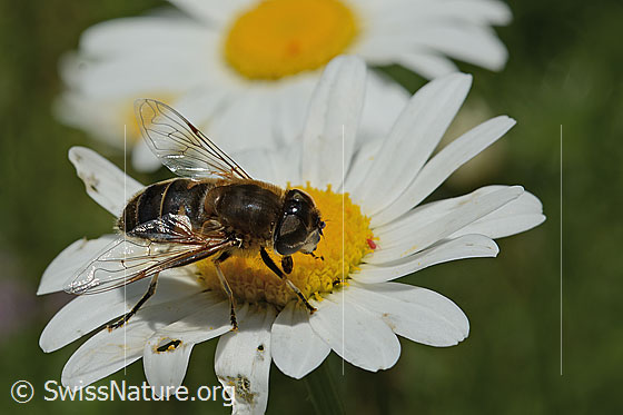 Foto: Gemeine Keilfleckschwebfliege (Eristalis pertinax) auf Gewöhnlicher Wiesen-Margerite (Leucanthemum vulgare). Länge 11 - 16mm. Weibchen. Ansicht von seitlich oben.