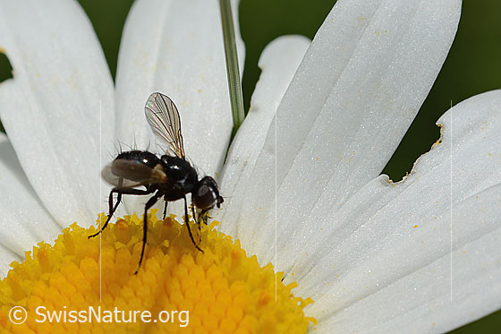 Foto: Erdwanzenfliege (Phania funesta) auf Gewöhnlicher Wiesen-Margerite (Leucanthemum vulgare). Länge 6mm. Ansicht von vorne oben.