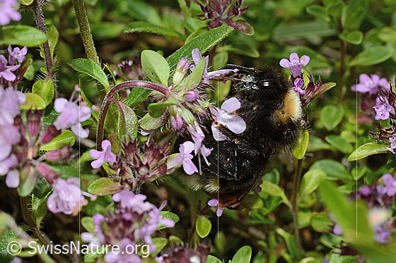 Foto: Wald-Kuckuckshummel (Bombus sylvestris) auf Vielhaarigem Thymian (Thymus praecox ssp. polytrichus). Länge 10 - 15mm. Weibchen. Ansicht von der Seite.
