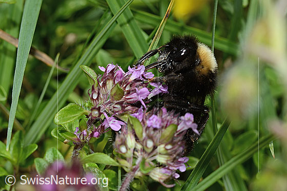 Foto: Wald-Kuckuckshummel (Bombus sylvestris) auf Vielhaarigem Thymian (Thymus praecox ssp. polytrichus). Länge 10 - 15mm. Weibchen. Ansicht des Kopfs von der Seite.