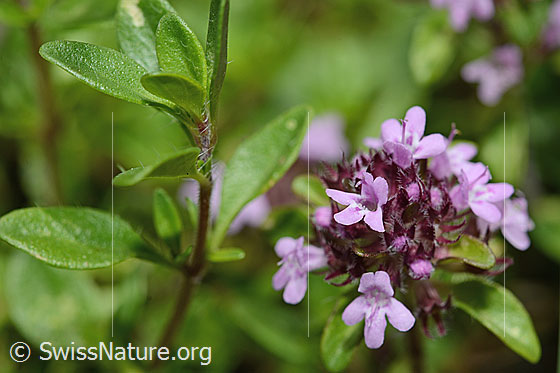Photo: Thymus praecox ssp. polytrichus. Blossoms.
