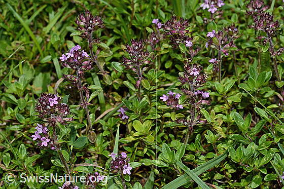 Foto: Vielhaariger Thymian (Thymus praecox ssp. polytrichus). Ganze Pflanze (Habitus).