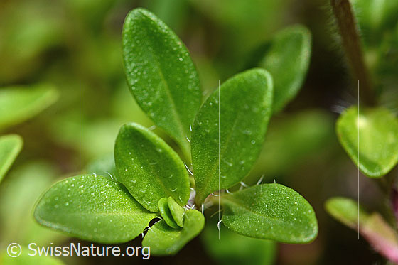Foto: Vielhaariger Thymian (Thymus praecox ssp. polytrichus). Blätter.