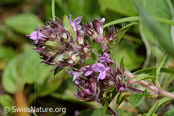 Foto: Vielhaariger Thymian (Thymus praecox ssp. polytrichus). Blütenstand.