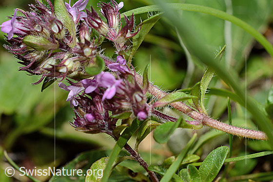 Foto: Vielhaariger Thymian (Thymus praecox ssp. polytrichus). Blütenstand.
