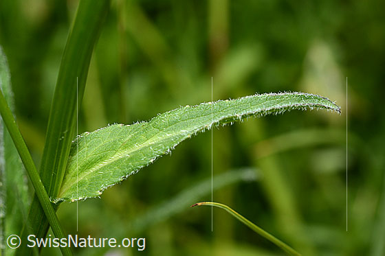 Photo: Phyteuma orbiculare. Stem and leaf.