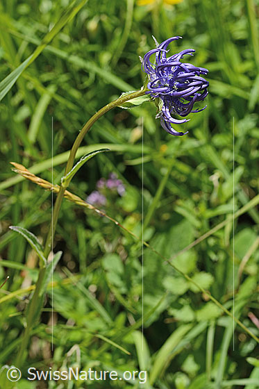 Foto: Rundköpfige Rapunzel (Phyteuma orbiculare). Ganze Pflanze (Habitus).