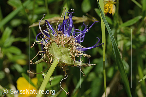 Foto: Rundköpfige Rapunzel (Phyteuma orbiculare). Stängel und Kelch.