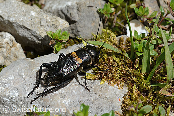 Foto: Feldgrille (Gryllus campestris). Länge 25mm. Männchen. Ansicht von schräg hinten oben.
