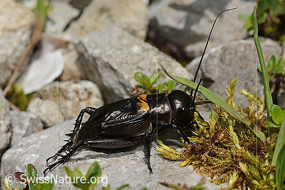 Foto: Feldgrille (Gryllus campestris). Länge 25mm. Männchen. Ansicht von der Seite.