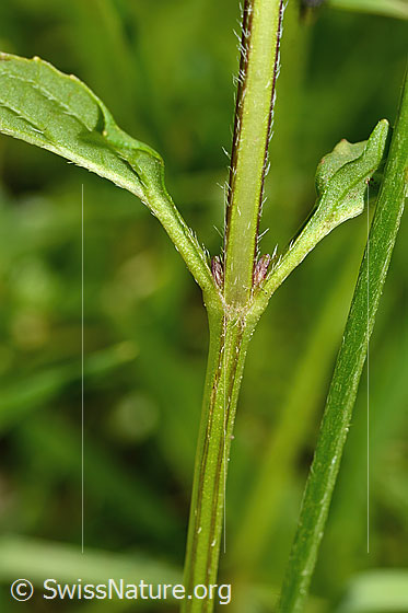 Photo: Prunella vulgaris. Stem and leaves.