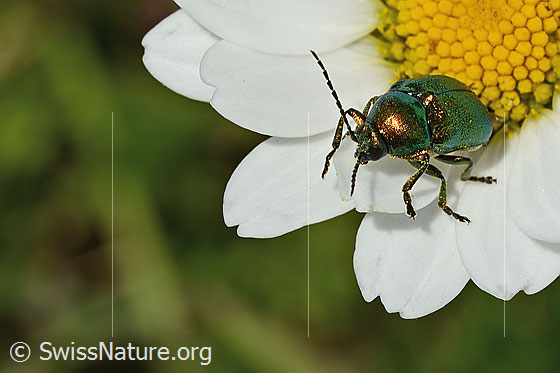 Foto: Wahrscheinlich Smaragd-Fallkäfer (Cryptocephalus aureolus) auf Gewöhnlicher Wiesen-Margerite (Leucanthemum vulgare). Länge 6 - 7.5mm. Ansicht von vorne.