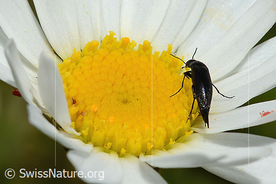 Foto: Wahrscheinlich Mordella brachyura (Stachelkäfer) auf Gewöhnlicher Wiesen-Margerite (Leucanthemum vulgare). Länge 6 - 7.2mm. Weibchen. Ansicht von schräg hinten.