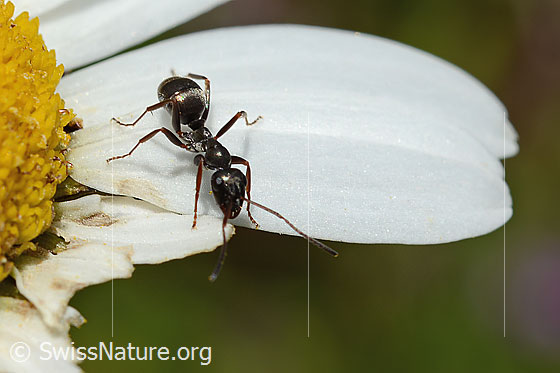 Foto: Wahrscheinlich Grauschwarze Sklavenameise (Formica fusca). Länge 4.5 - 7.5mm. Ansicht von vorne oben.